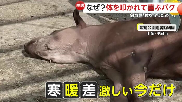ペチペチを堪能するプーロ君(提供:甲府市遊亀公園附属動物園)
