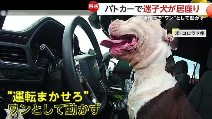 威厳あるたたずまいで背を伸ばす犬(Arapahoe County Sheriff's Office)