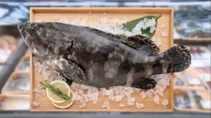 高級魚「龍虎ハタ」