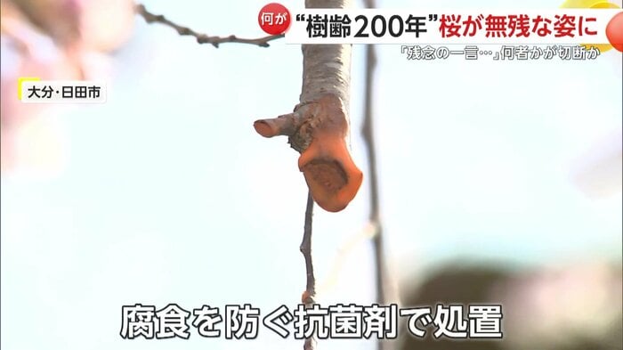 桜を守るために抗菌剤で処置された枝先
