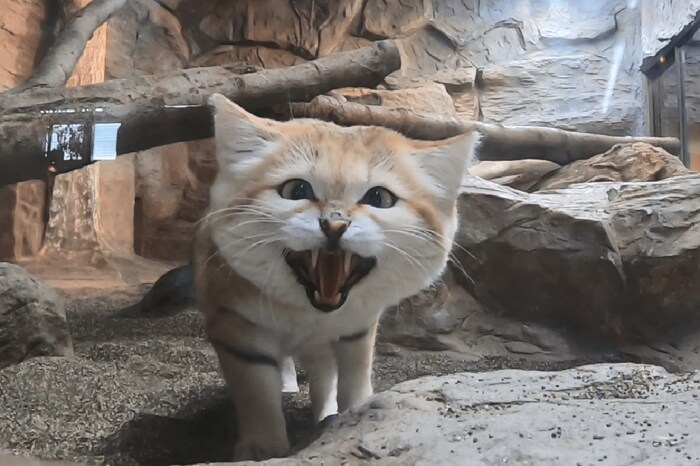 (イカクしていてもかわいい 提供:那須どうぶつ王国)