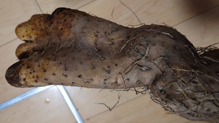 ひっくり返すと「リアルな足の裏」