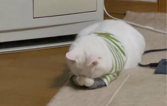 リリーちゃんのごめん寝 前足をむぎゅむぎゅ顔に押し付けている