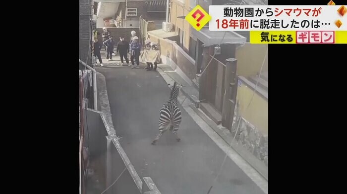 フラフラになるシマウマ