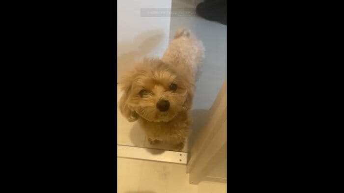 トイレにも付いてくる
