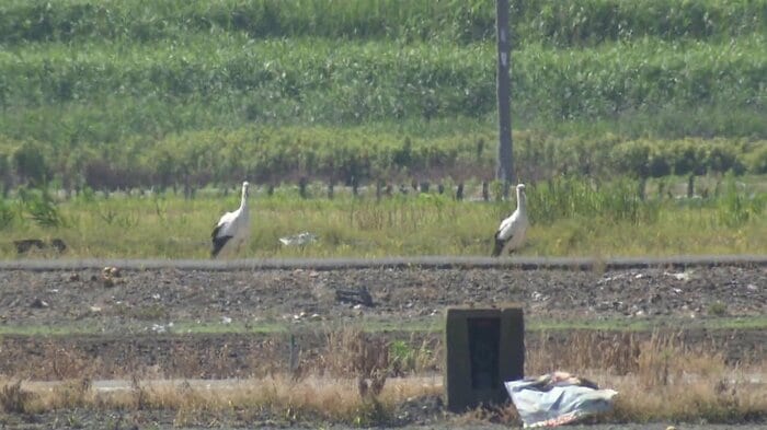 ひなを見守る親鳥