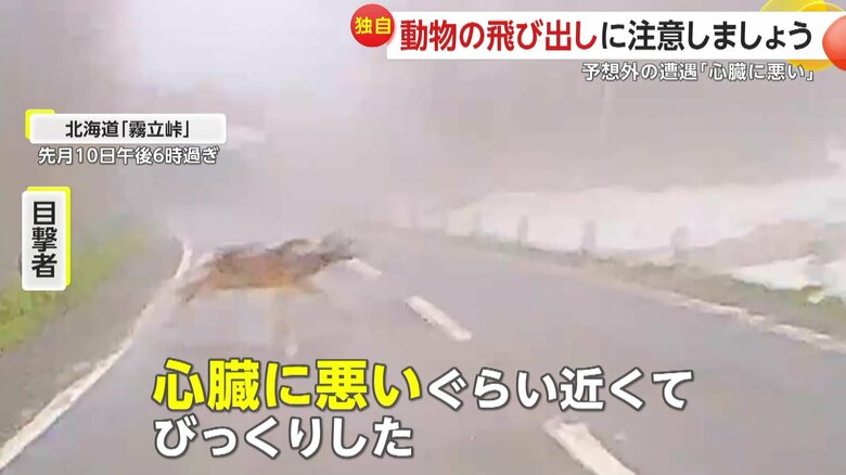 【独自】「心臓に悪い」予想外の遭遇…突然飛び出す動物に注意しましょう！避けきれず修理費12万円の痛い出費も｜FNNプライムオンライン