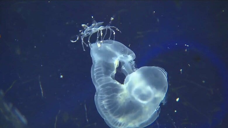 乗っている“クラゲ”を食べる…かわいい「エビの赤ちゃん」　驚きのエグい生態｜FNNプライムオンライン
