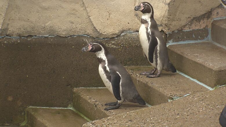 長いこと世話をしていたので寂しい…福岡市動物園のリニューアル工事のためペンギンたちが“お引越し”｜FNNプライムオンライン