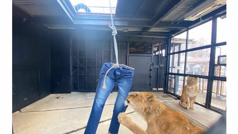 「ライオンがひっかいたダメージジーンズ」が返礼品!? 札幌の動物園のクラウドファンディングが攻めてる｜FNNプライムオンライン