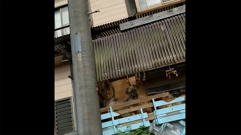 調べに対して女は「まさかこんなに増えるとは」などと話しているという(動物保護団体CACI撮影)