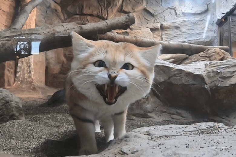 (イカクしていてもかわいい 提供:那須どうぶつ王国)