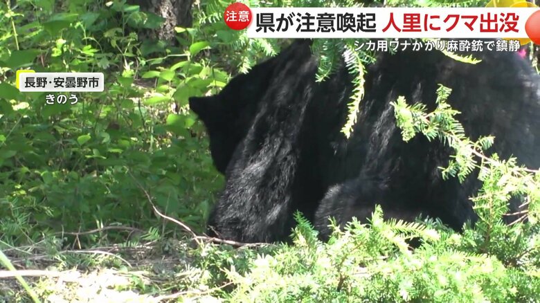 麻酔銃が効き始めて、動きが鈍くなるクマ