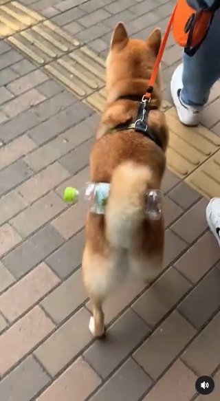 提供：柴犬 しんさん