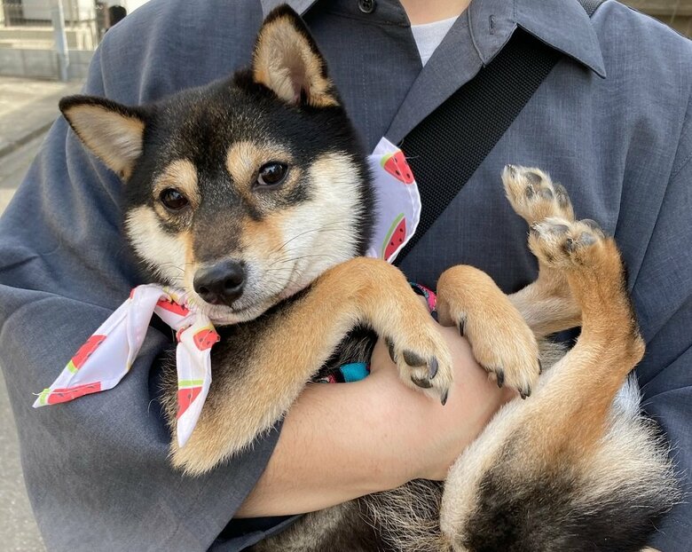 抱っこされてご満悦