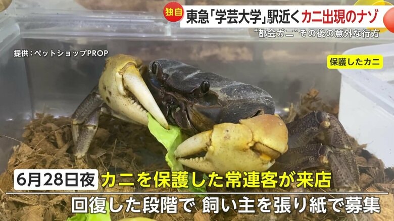 里親が決まったカニは無事に旅立ったというが…