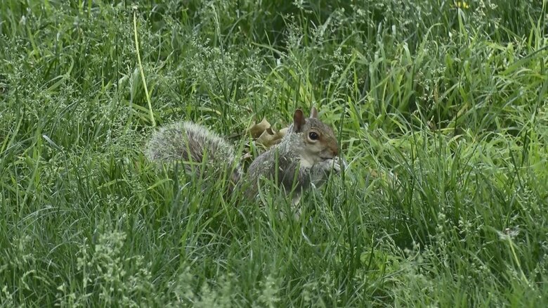 住宅の目の前には公園がある