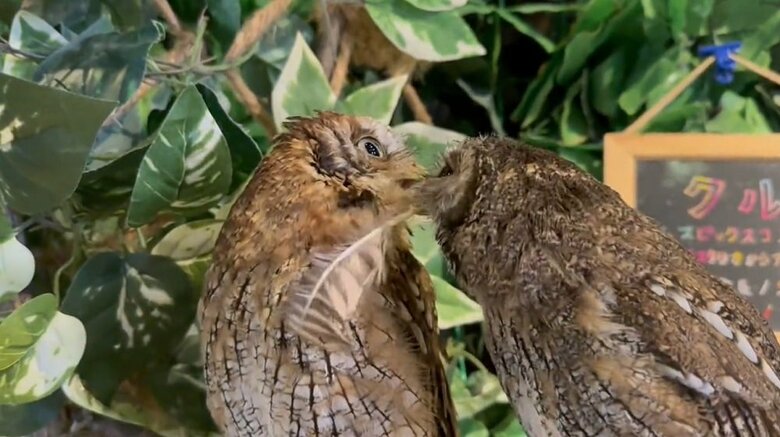 クルミちゃん（左）は受け取ってくれるかと思いきや…