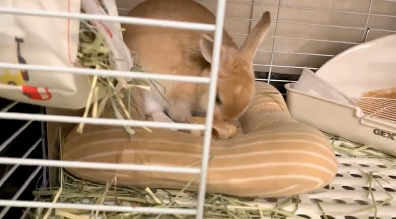 提供：げんまいとうるちさん