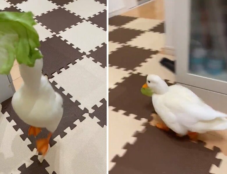 大きなレタスにかぶりつき！ダッシュで逃げるピヨコちゃん