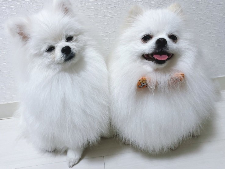 お散歩を堪能してお疲れ顔のあんにんくんとおこめくん