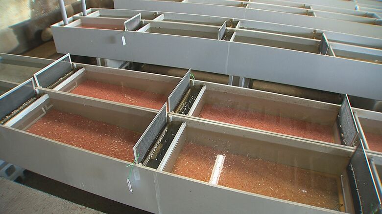 メスから採卵し受精、人工的にふ化を行う