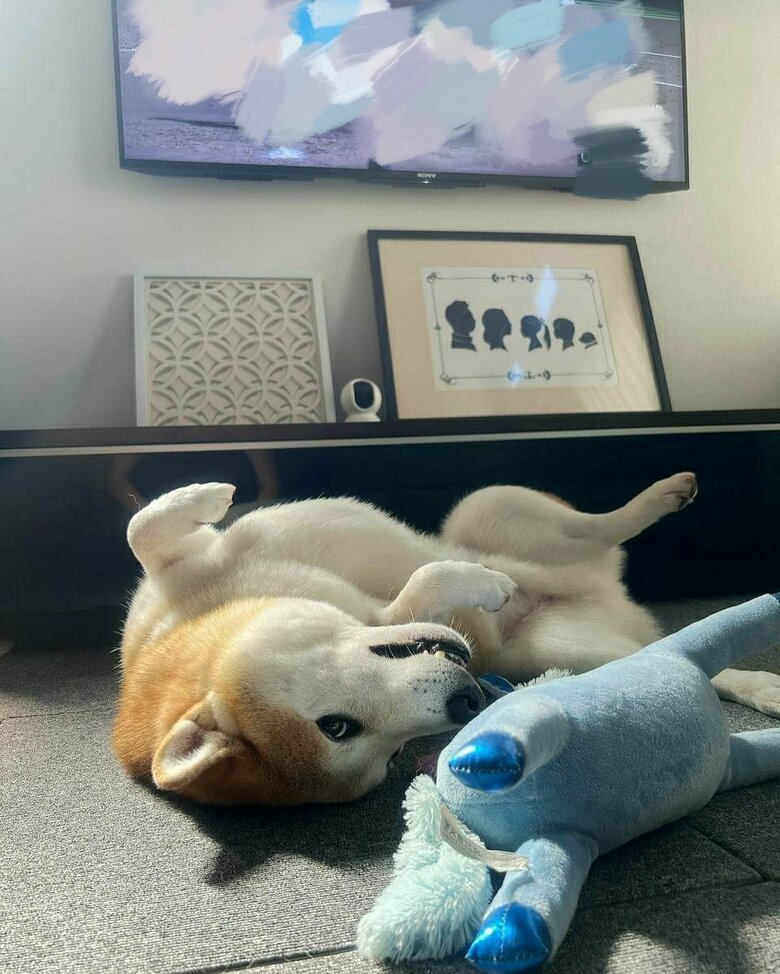 提供：柴犬 sasuke_紗助さん