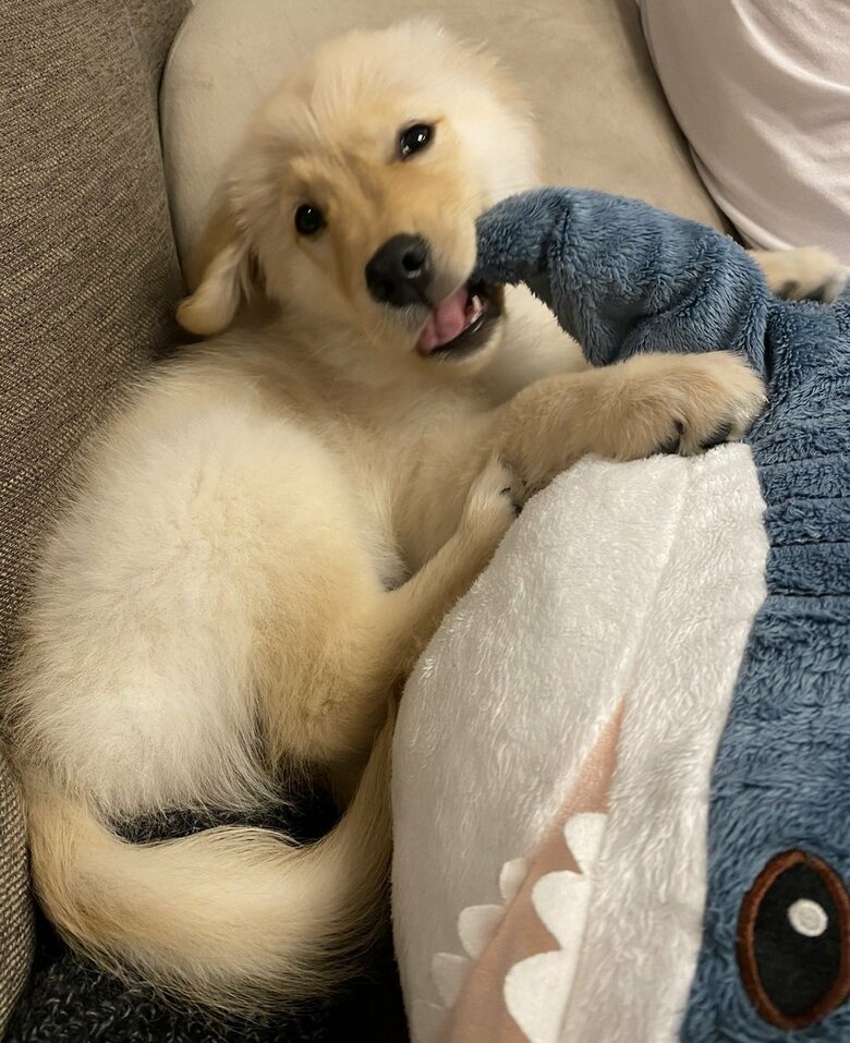 ぬいぐるみをカミカミ