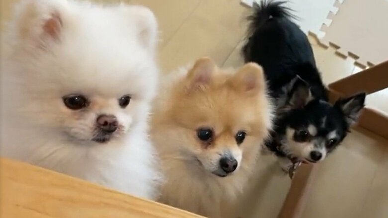 視線の先には人間用の食べ物があったという