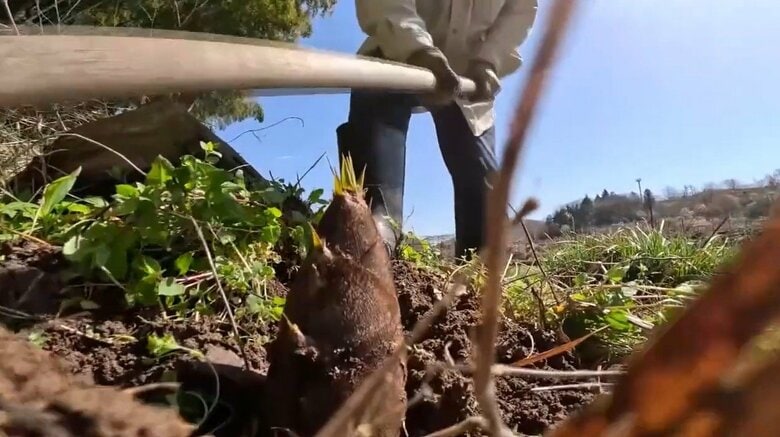 タケノコ収穫の様子