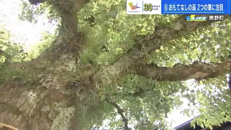 広島市西区の三篠神社の境内にある被爆クスノキ