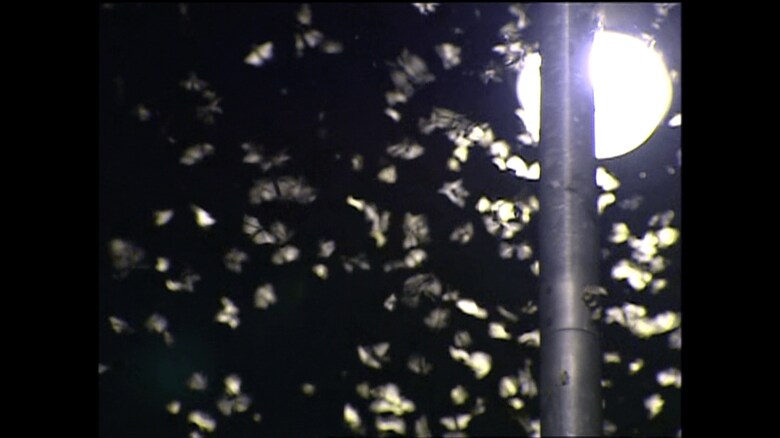 夜になると街灯に群がる無数の黒い影