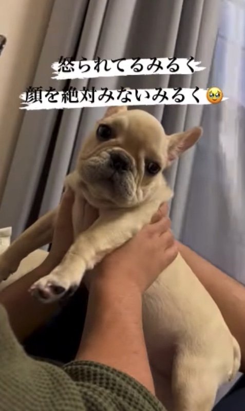 提供：みるくちゃん