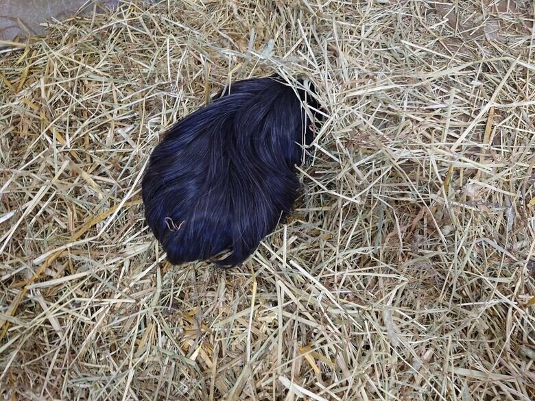 落ちているウィッグのよう（提供：おびひろ動物園）