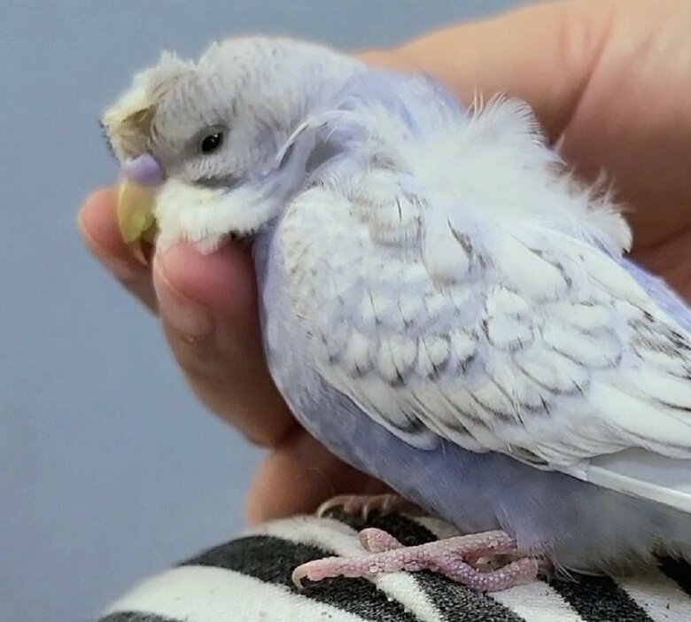 幼鳥の頃のふじちゃん。表情が見分けにくかったそう