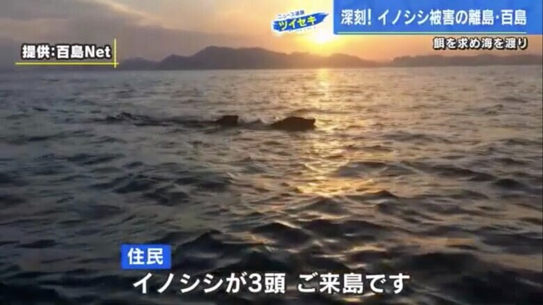 海を渡るイノシシ（提供：百島Net）