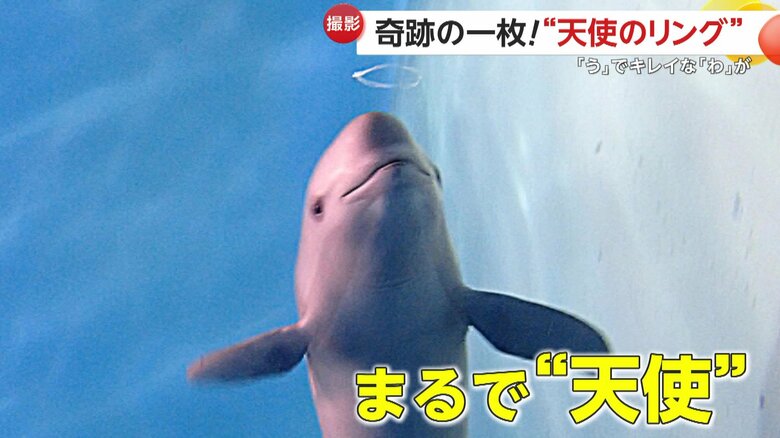 天使が浮かんでいるような一枚（提供：下関市立しものせき水族館「海響館」）