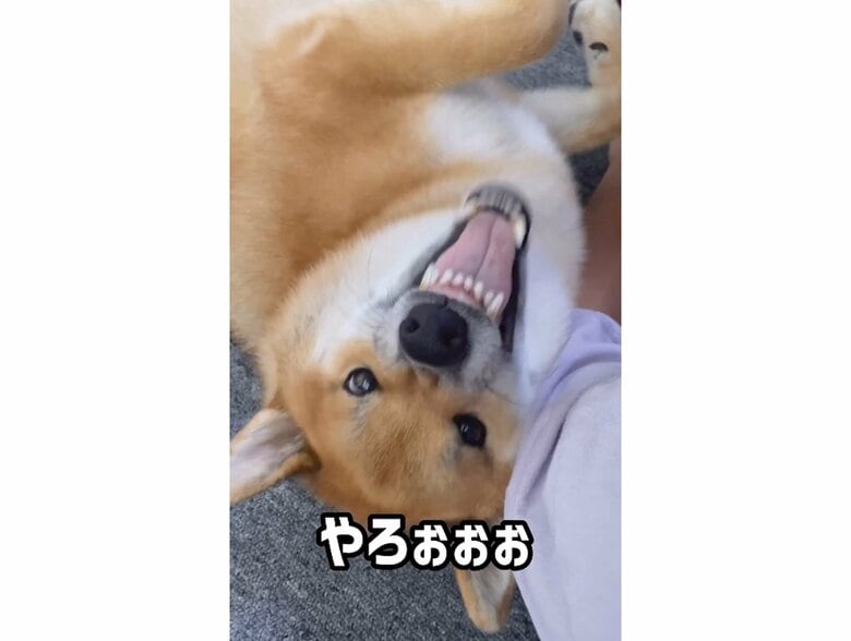 パパになでられて「このやろぉぉぉ」と怒っている（提供：柴犬ぽてとさん）