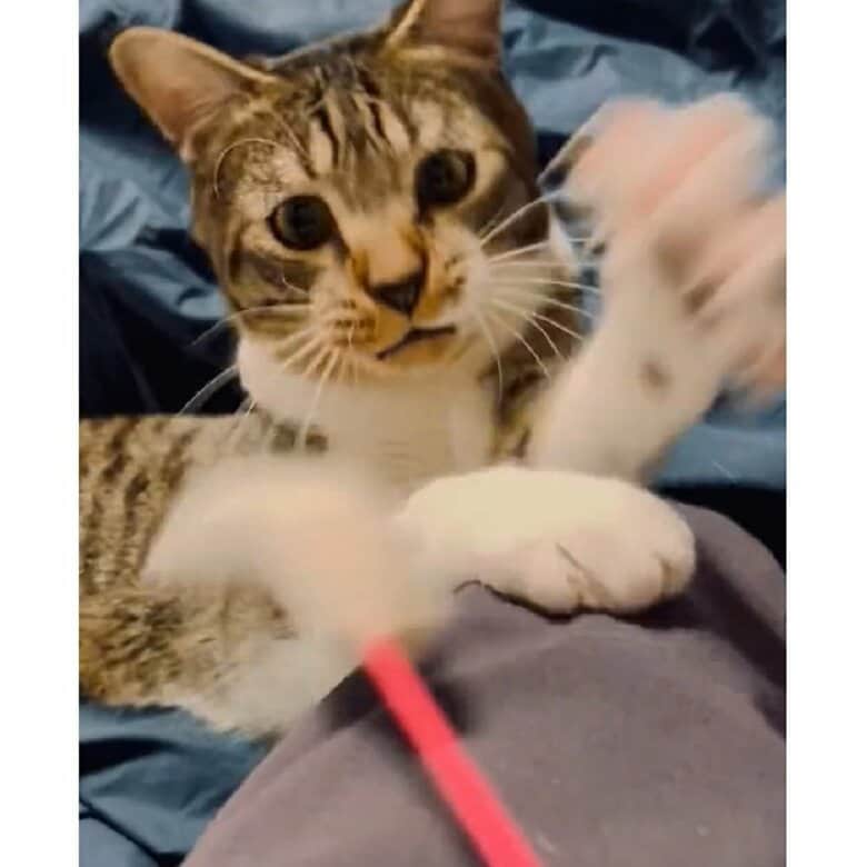 猫じゃらしが大好き！