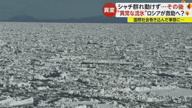 7日、海面は流氷に覆われ、シャチの姿は確認できず