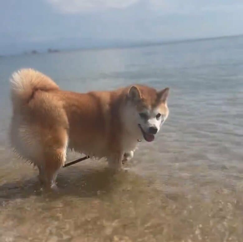 海や川、プールが好き