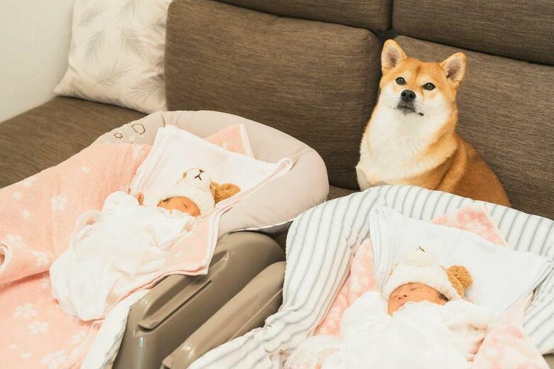 むぎちゃんと、左：姉ゆーちゃん、右：妹まーちゃん（提供：柴犬 むぎさん）