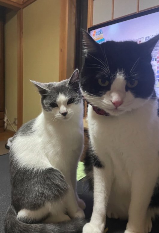 左：柚ちゃん　右：百福くん（提供：連呼 cubnushi all-starさん）