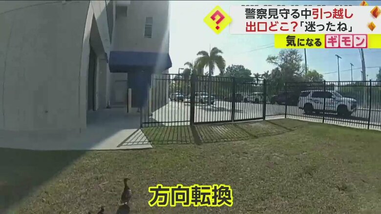 警察官に見守られて公園の池を目指すカモの親子の引っ越しシーン一連画像③