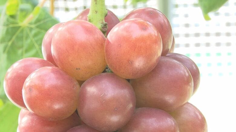 巨峰の約2倍大きく酸味は少ない　ジューシーで後味もいい