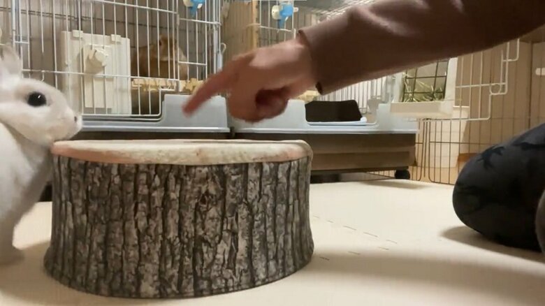 わたちゃんの「乗って」
