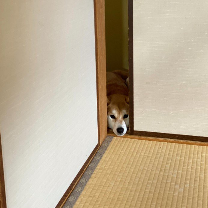 提供：torakichi602さん