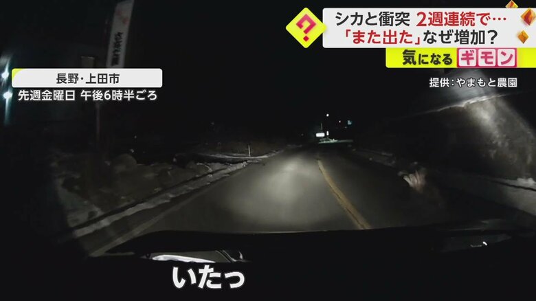 【ドライブレコーダー画像】シカと車の“衝突事故”の一部始終⑧
