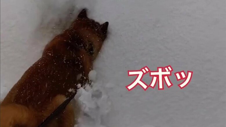 初めての雪遊びで埋もれる