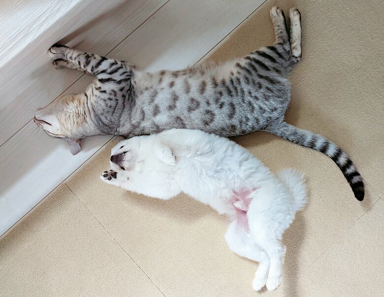 上：うにちゃん　下：こめたくん（提供：ちまき&こめた＆うにさん）